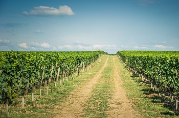 dirt road through middle of vineyard